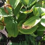 Veratrum viride
