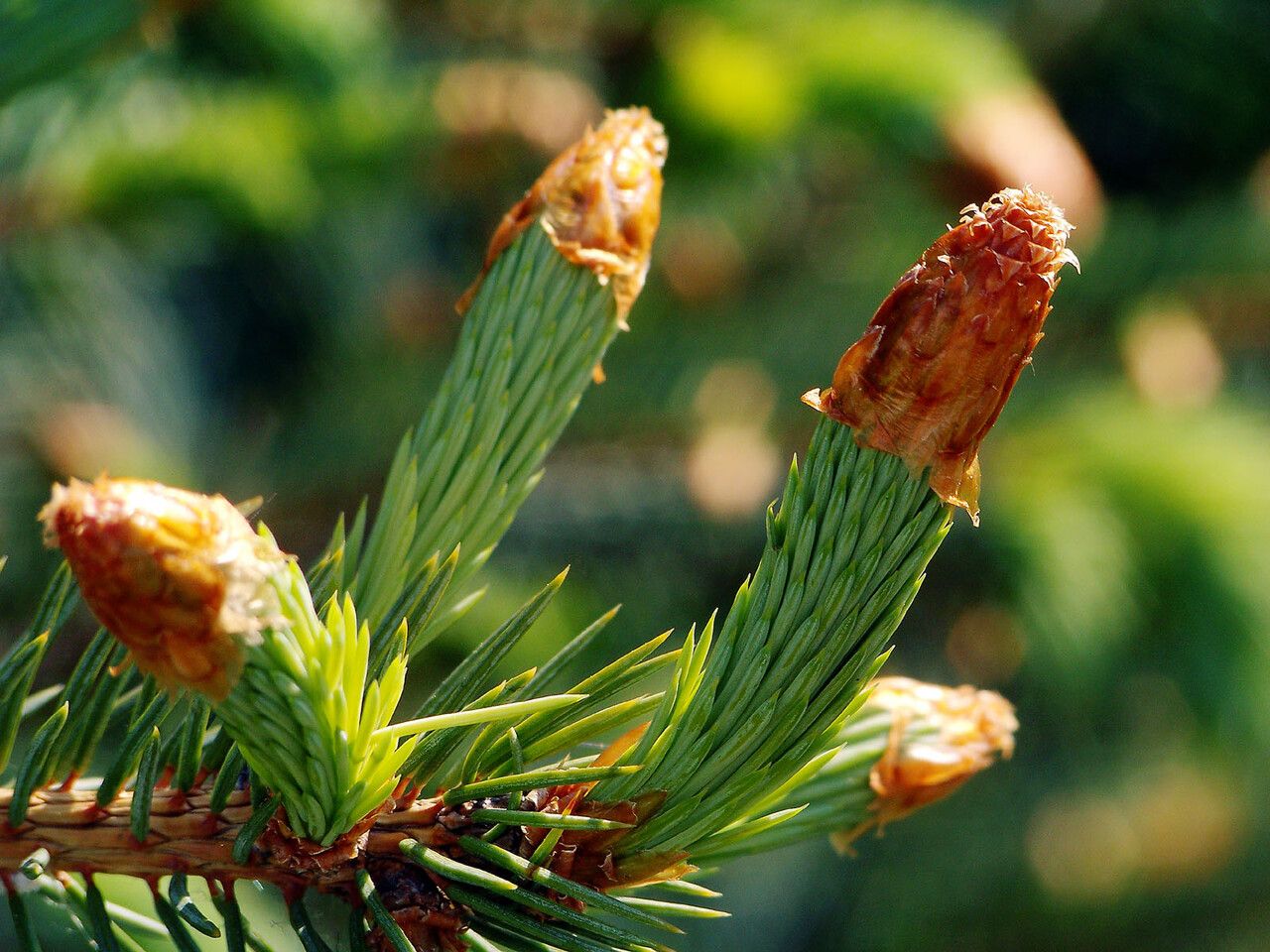 Abies sibirica leaf