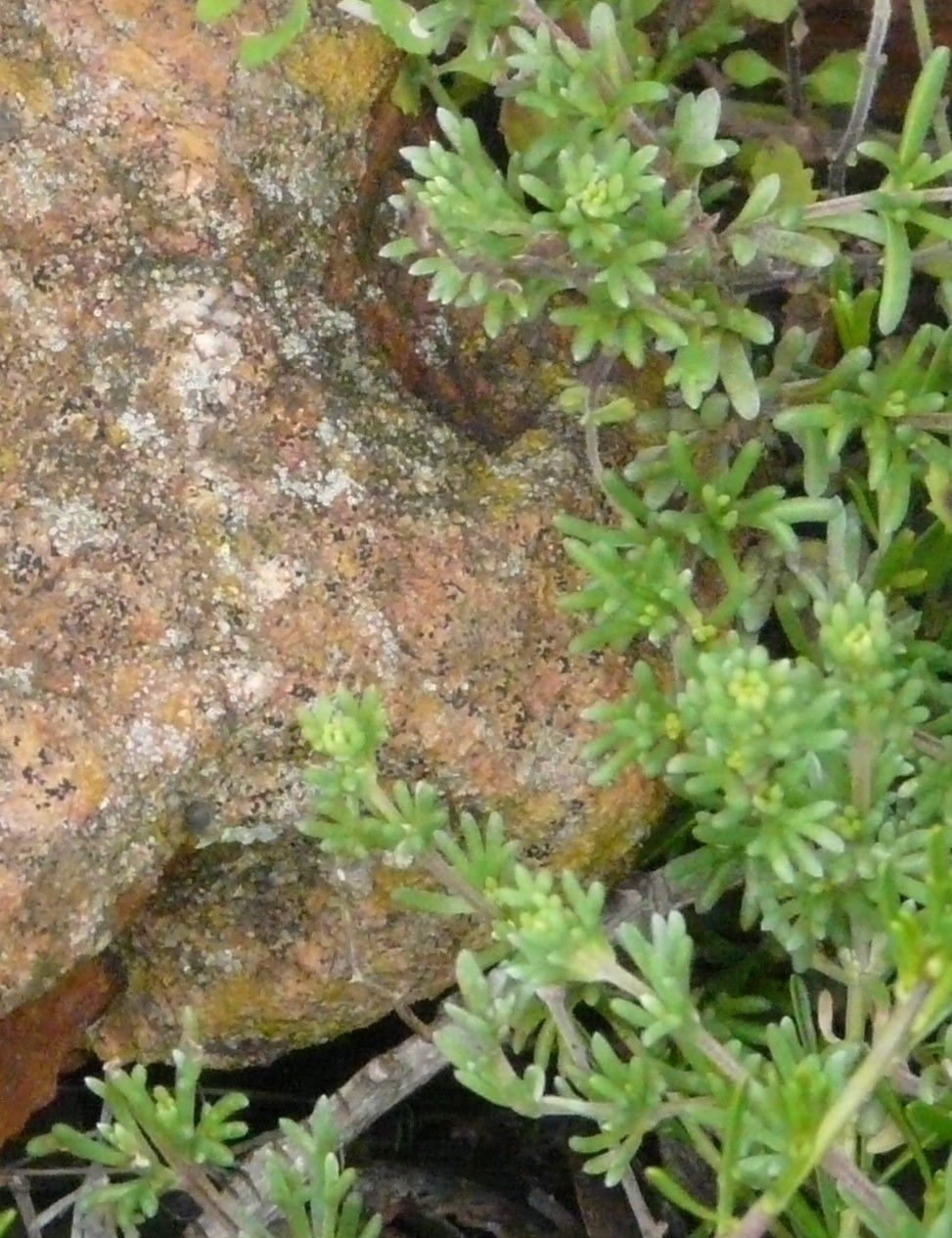 Asparagus rubicundus leaf