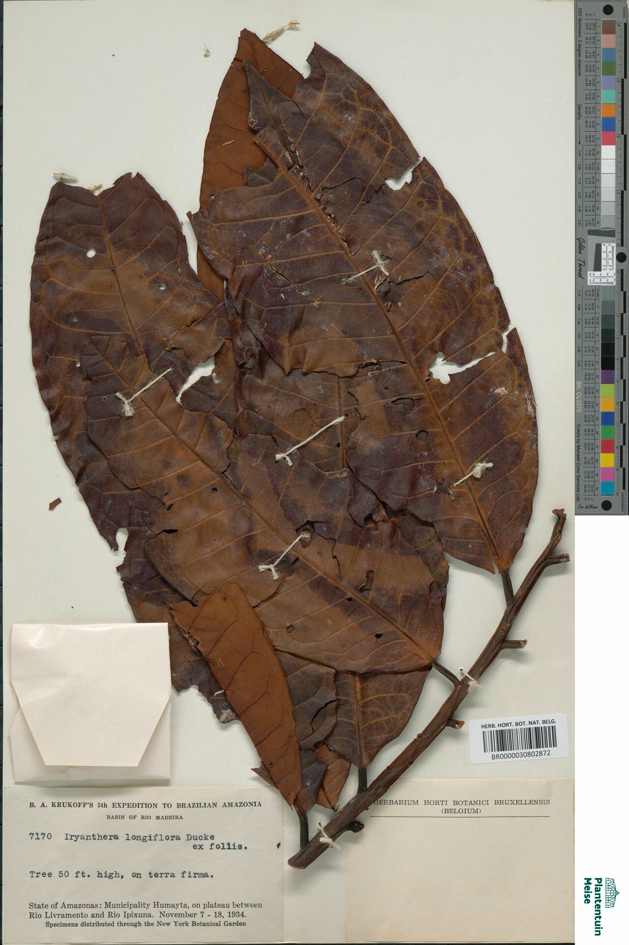 Iryanthera paradoxa leaf