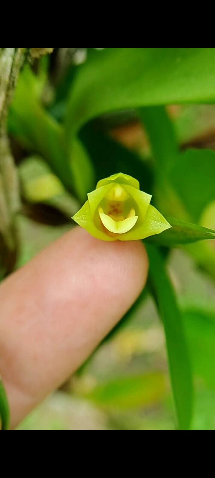 Maxillaria diuturna flower