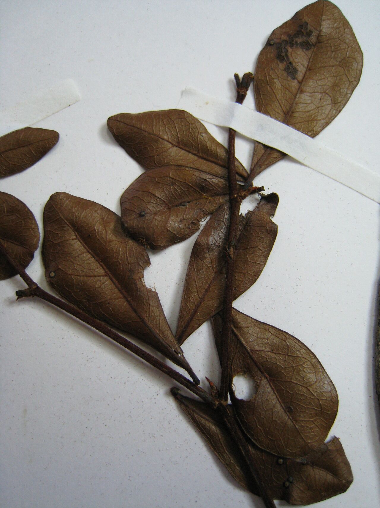 Terminalia parvifolia — search result for 'Terminalia'