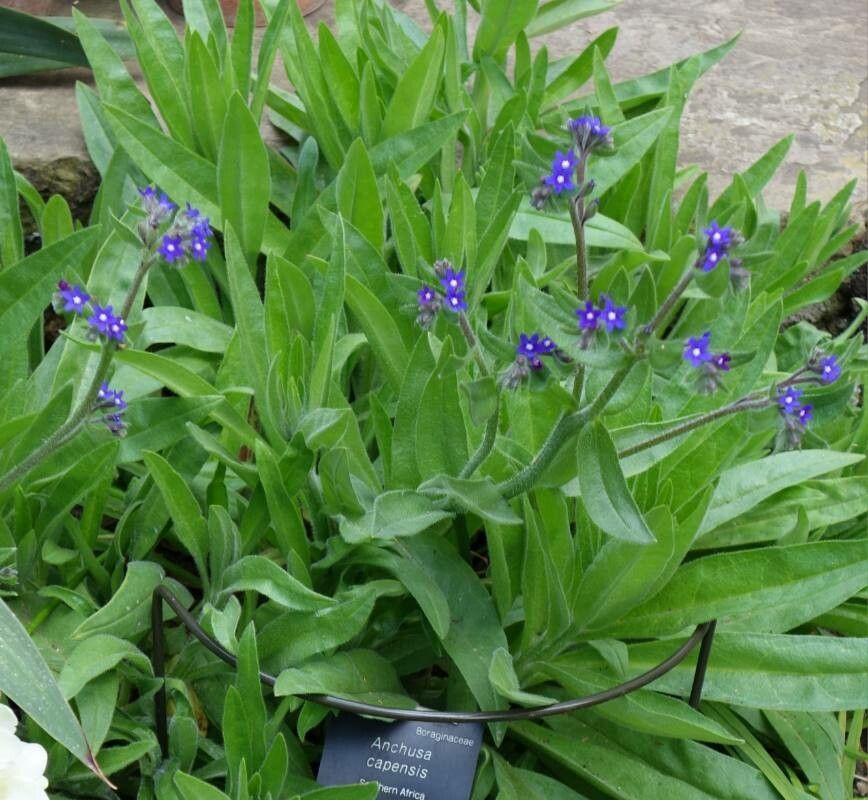 Anchusa capensis flower