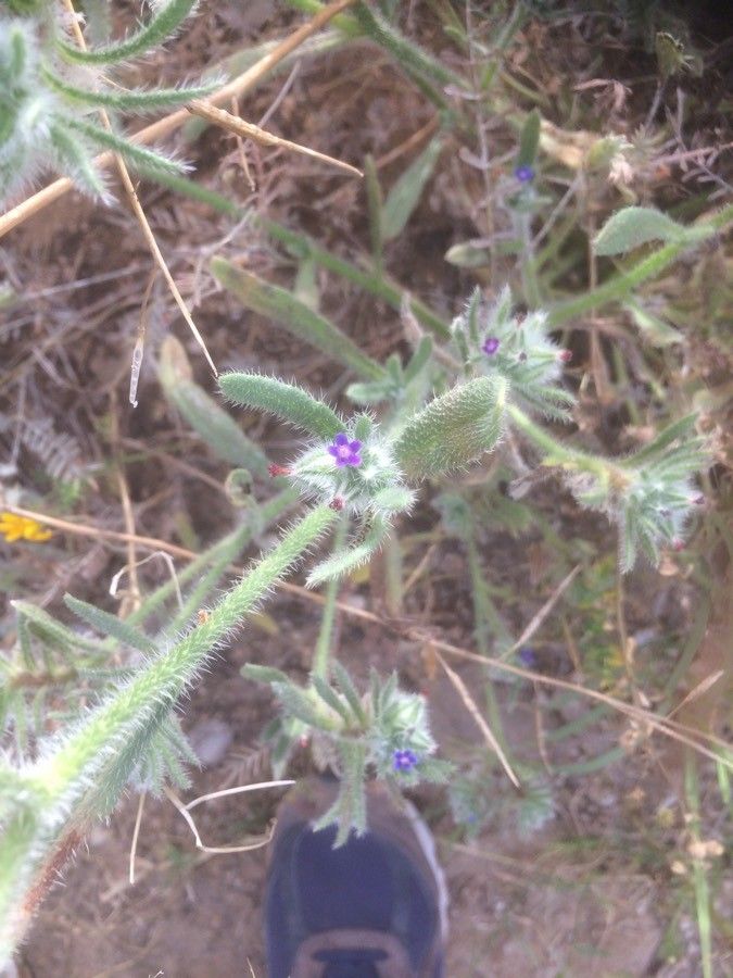 Hormuzakia aggregata flower