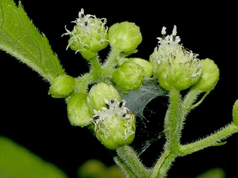 Clibadium eggersii — related species from the same genus