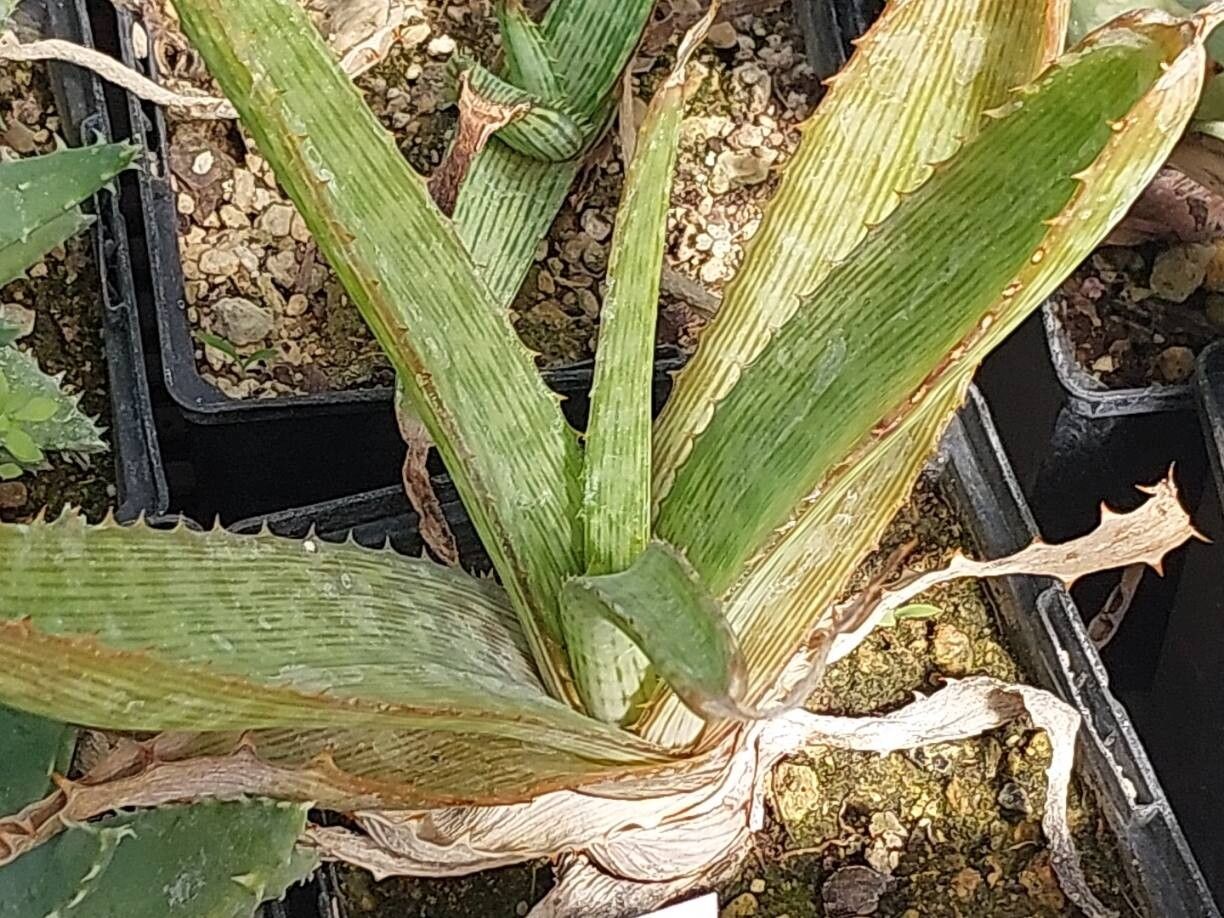 Aloe fosteri — houseplant care guide