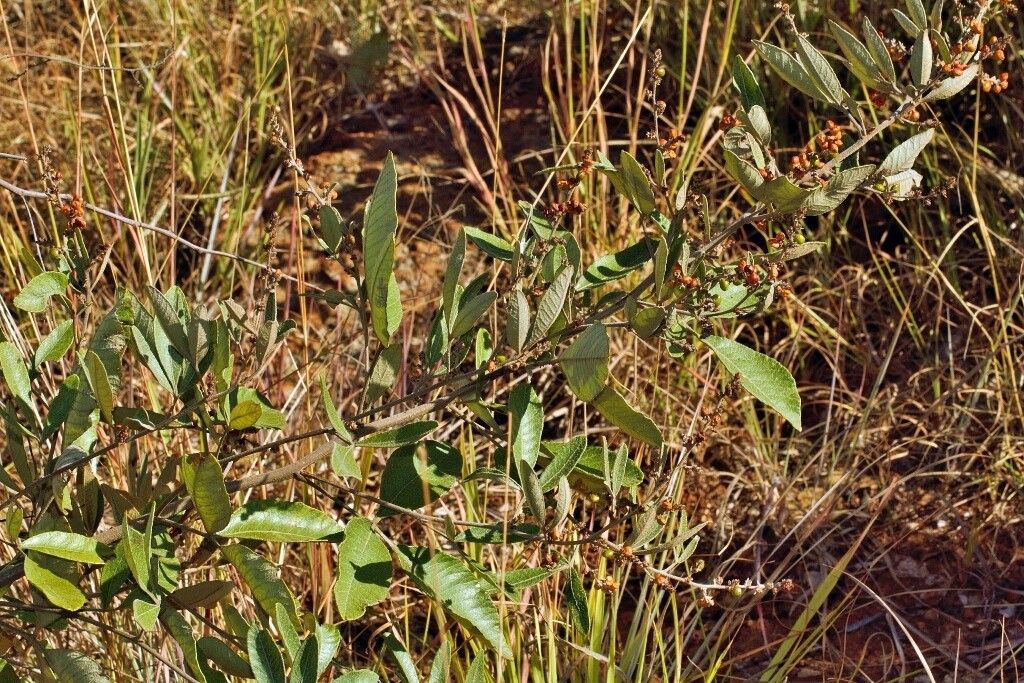 Searsia kirkii habit