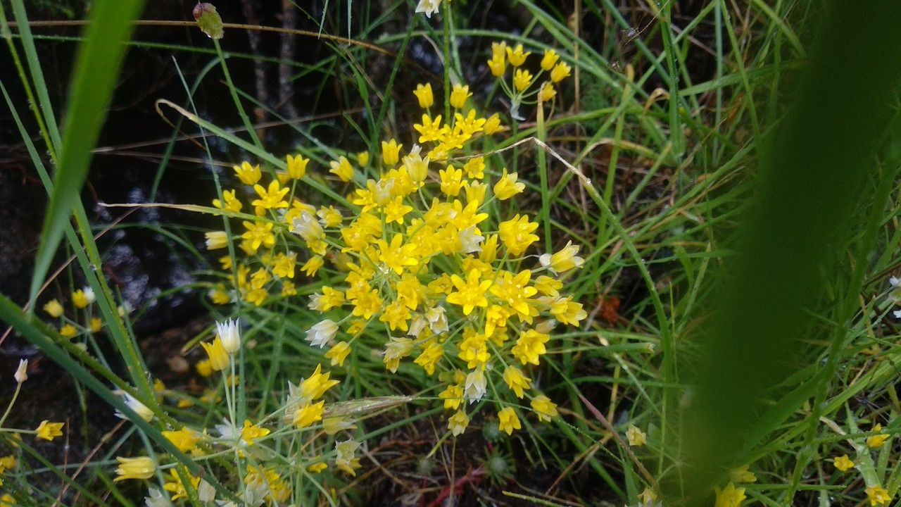 Allium scorzonerifolium — search result for 'Allium'