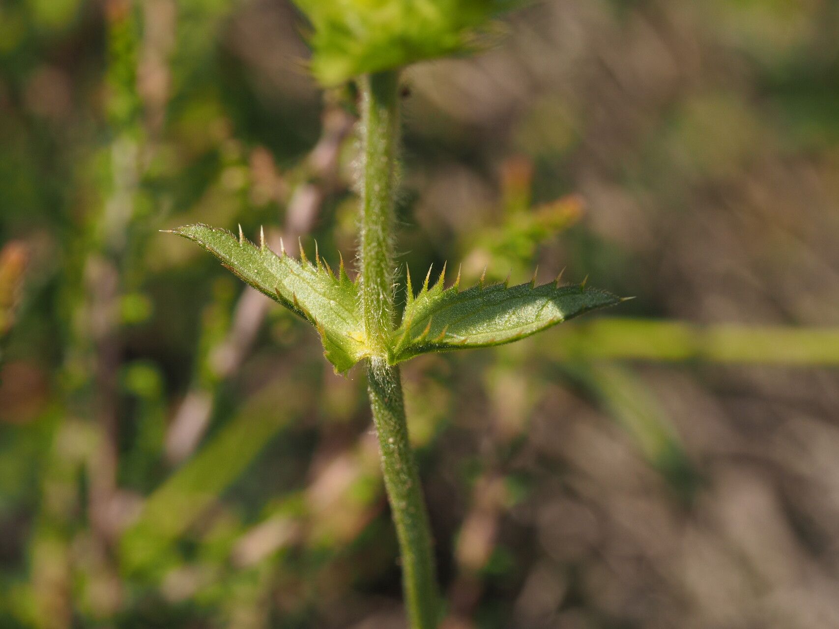Sideritis lurida leaf