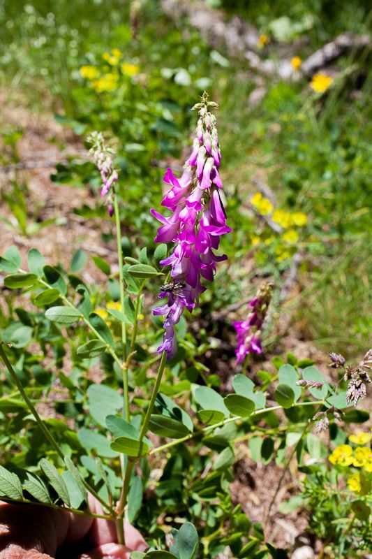 Hedysarum brigantiacum — related species from the same genus