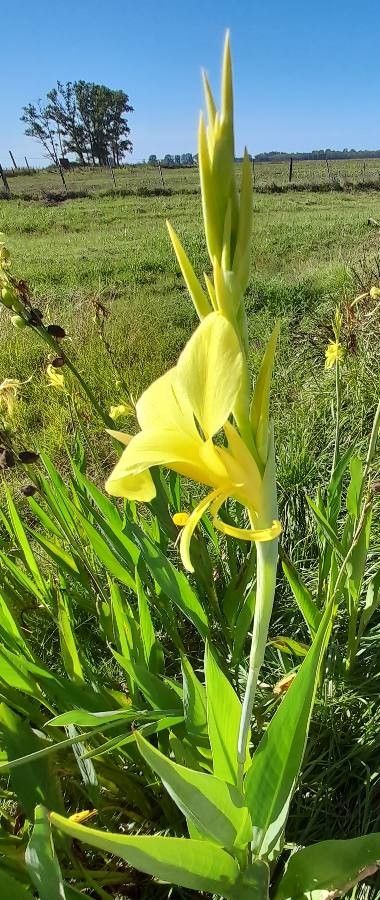 Canna glauca flower