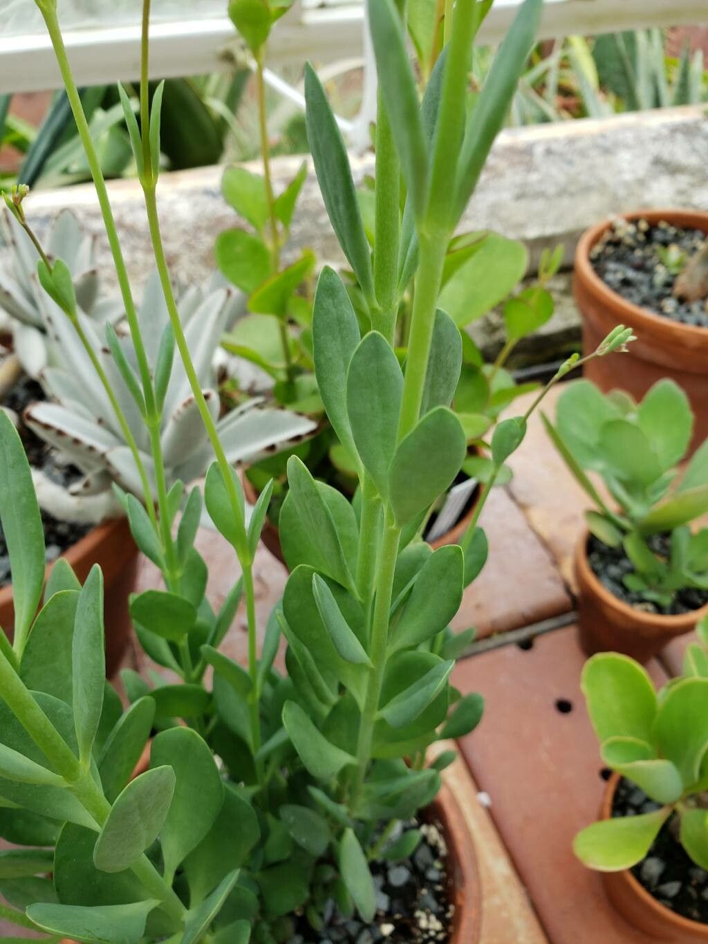 Kalanchoe robusta — search result for 'Kalanchoe'