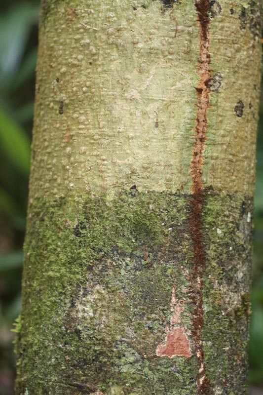 Licania kunthiana bark