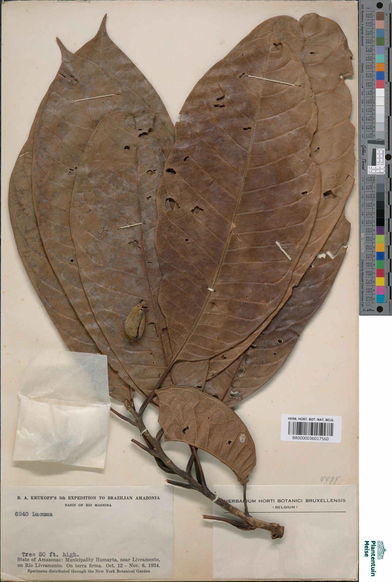 Pouteria pallens — houseplant care guide