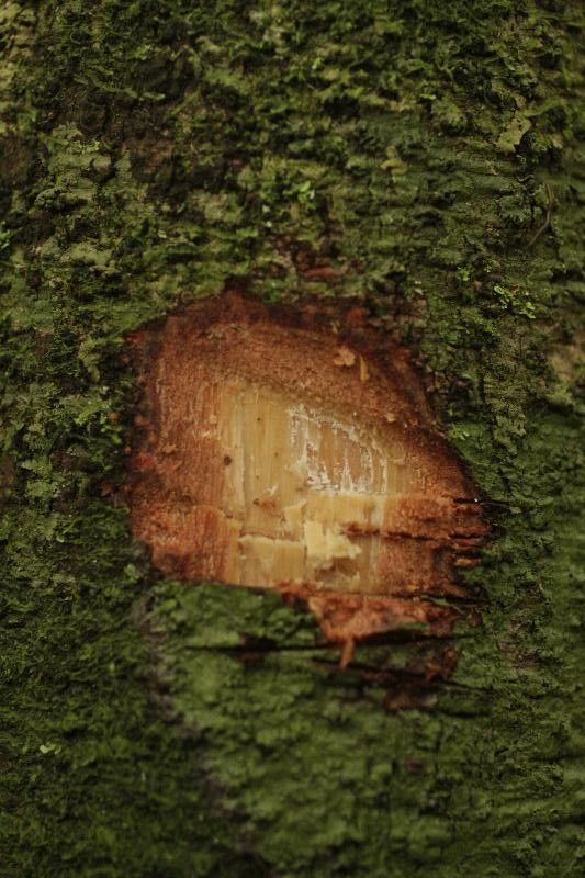 Matayba stenodictya other