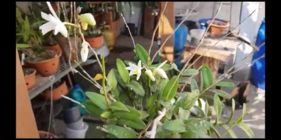 Jumellea comorensis bark