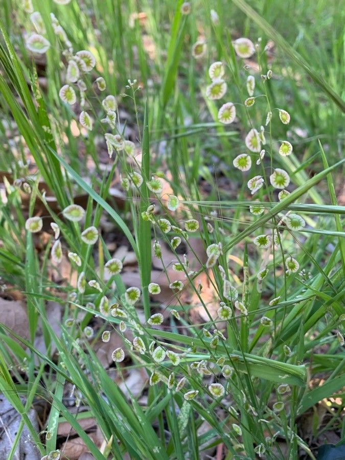 Thysanocarpus curvipes flower