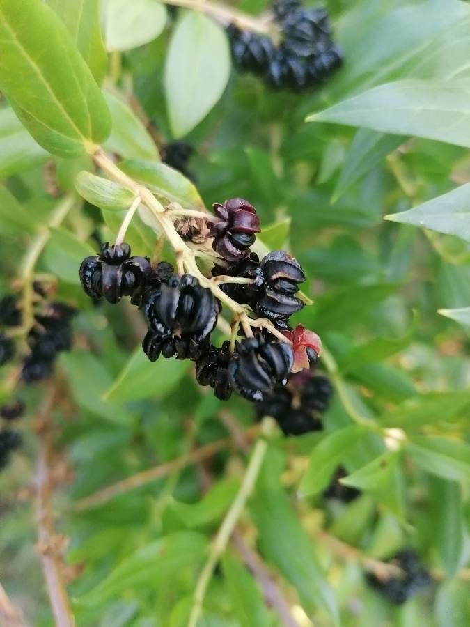 Coriaria myrtifolia fruit