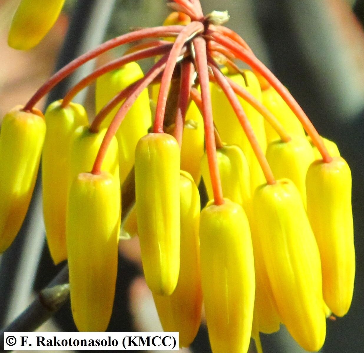 Aloe gneissicola — houseplant care guide