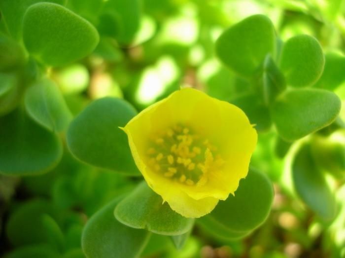 Portulaca lutea flower