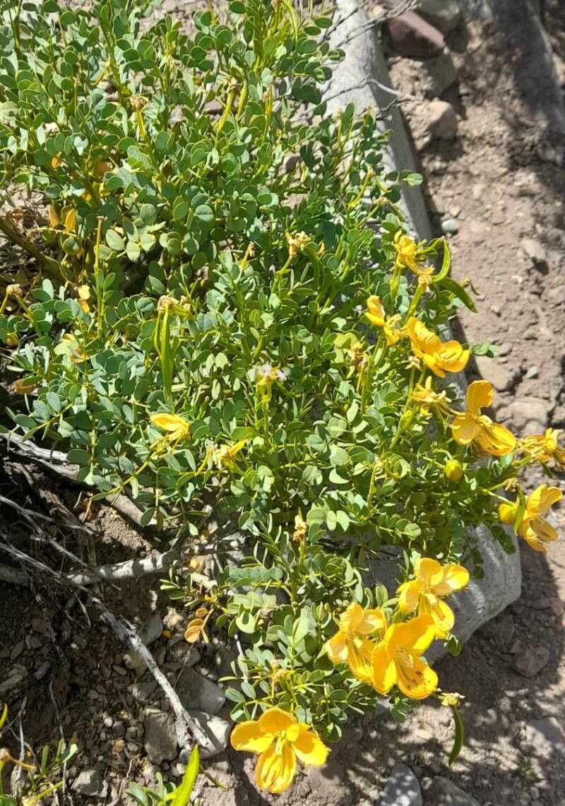 Senna arnottiana habit