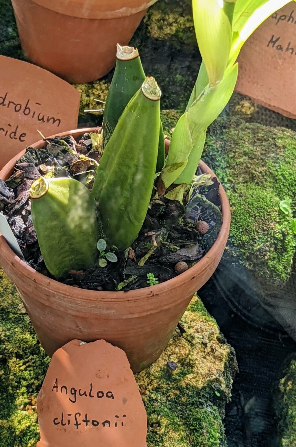 Anguloa cliftonii fruit