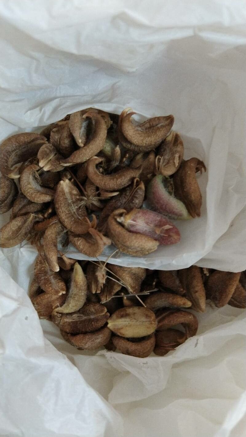 Astragalus gines-lopezii fruit