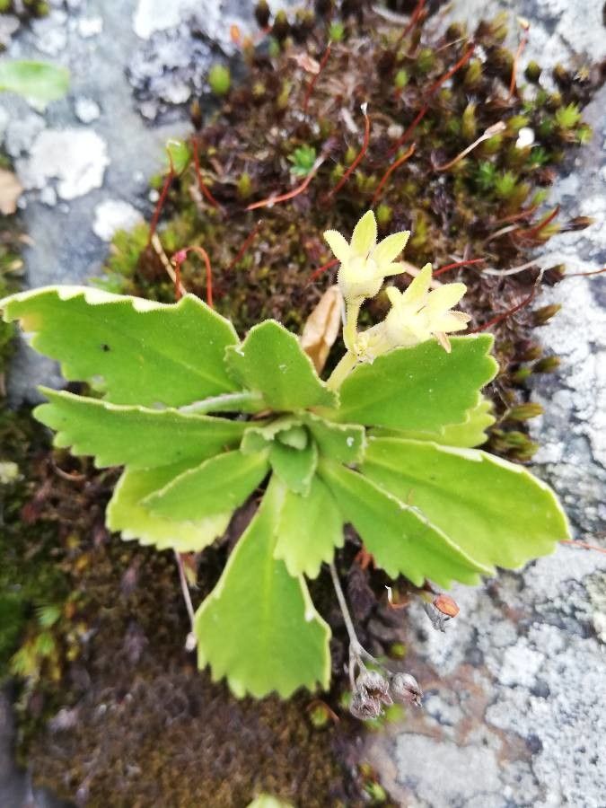Primula hirsuta leaf