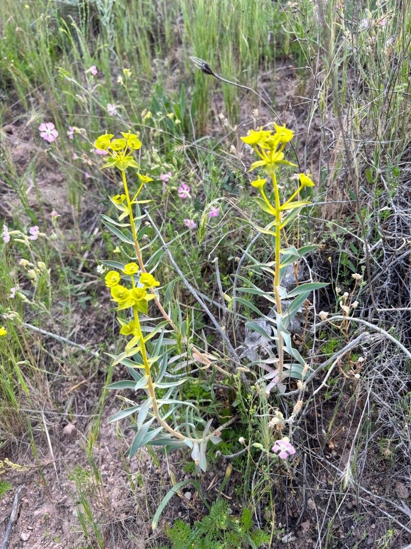 Euphorbia arvalis — houseplant care guide