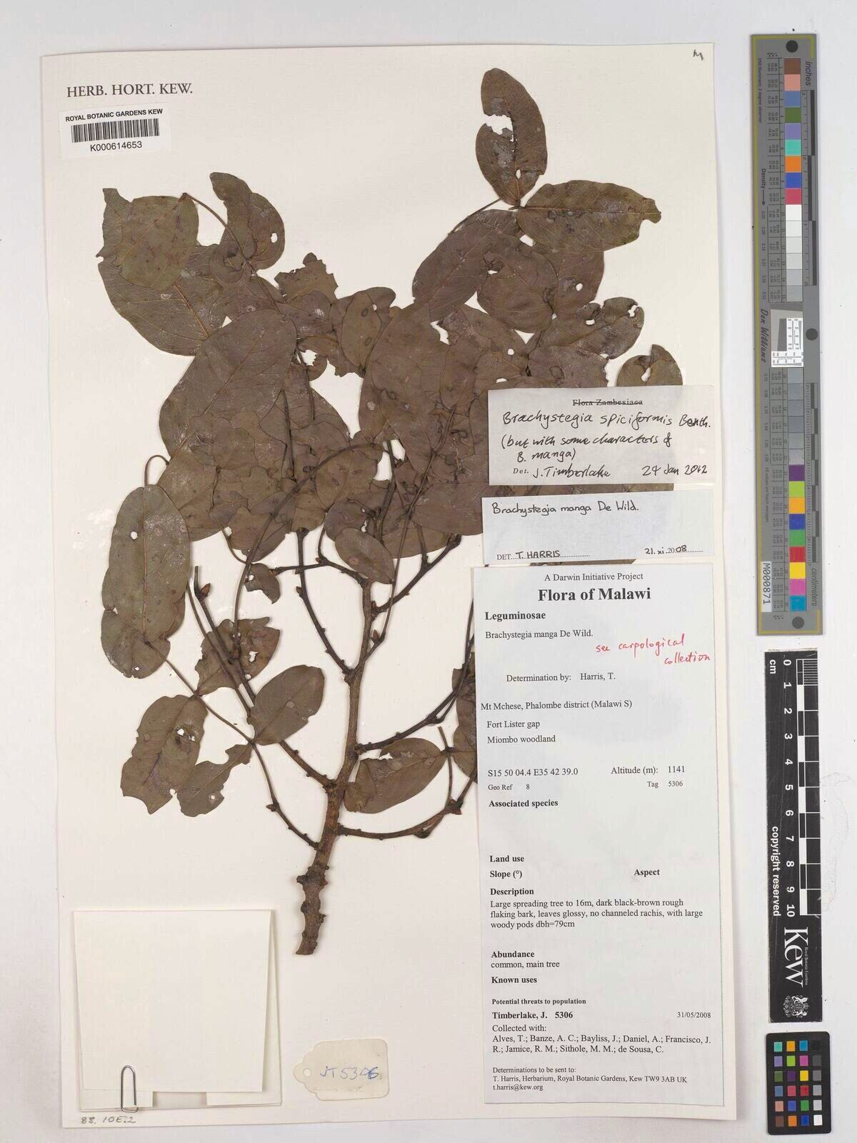 Brachystegia manga — houseplant care guide