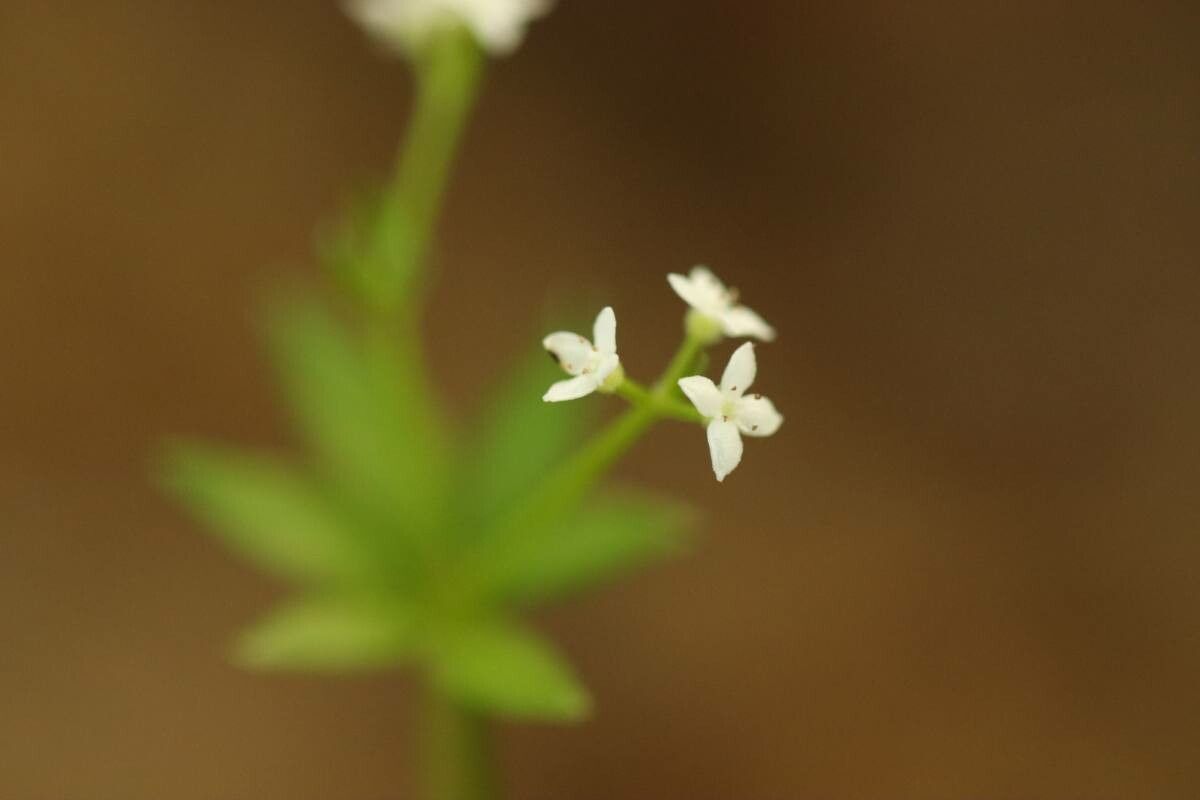 Galium japonicum — houseplant care guide