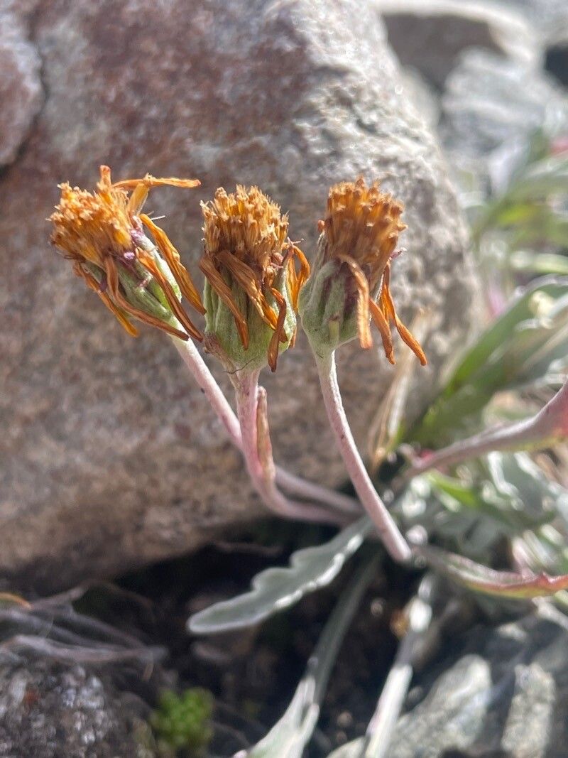 Jacobaea uniflora fruit