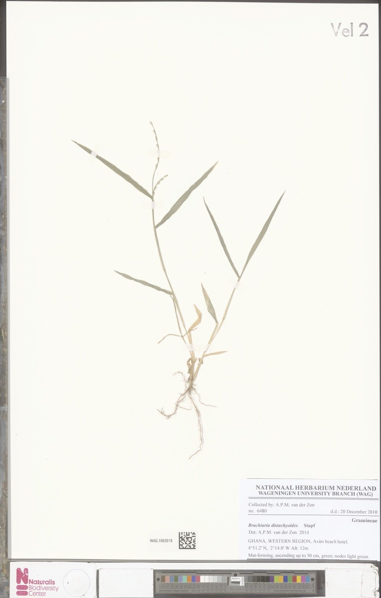 Urochloa subquadripara habit