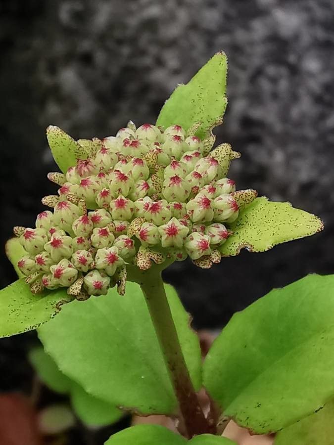 Hylotelephium viviparum flower
