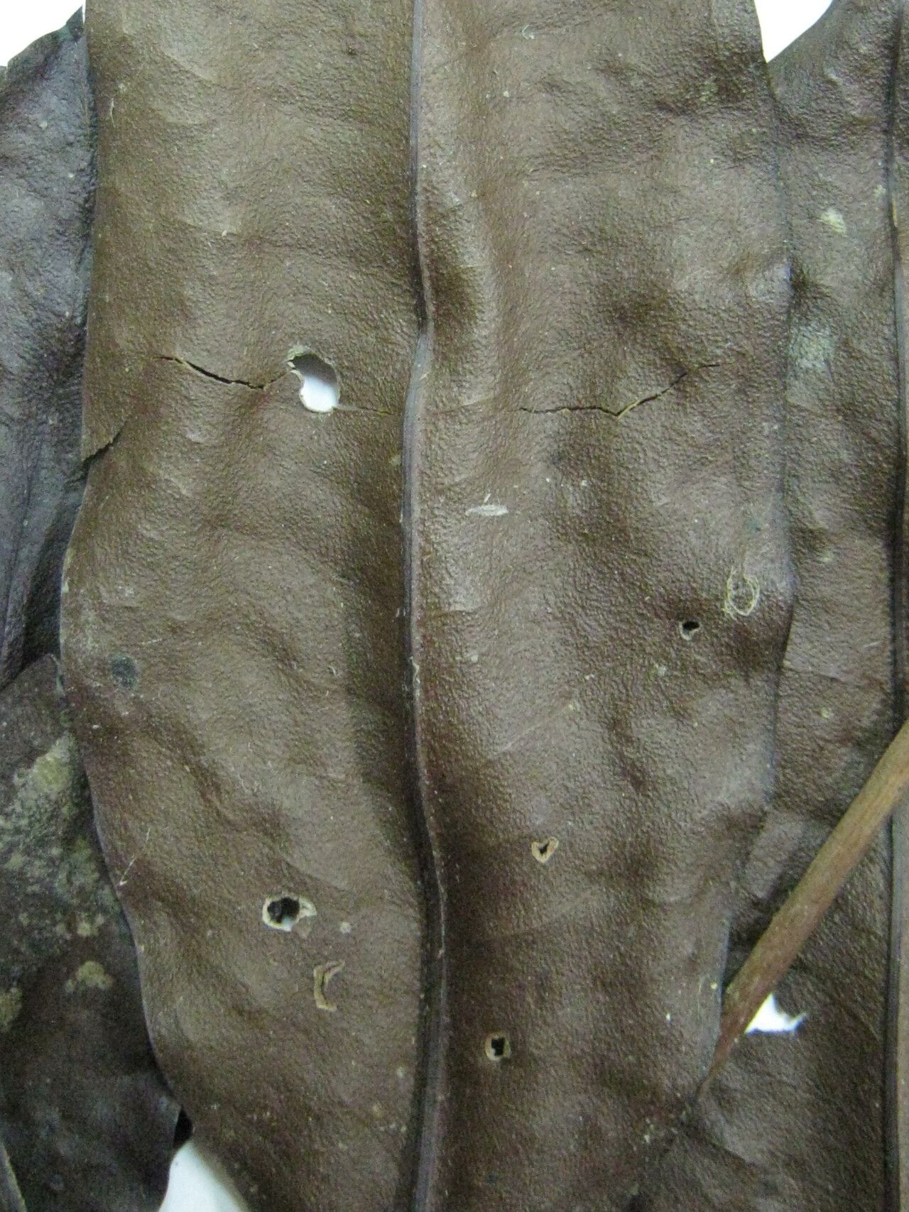 Mouriri huberi other