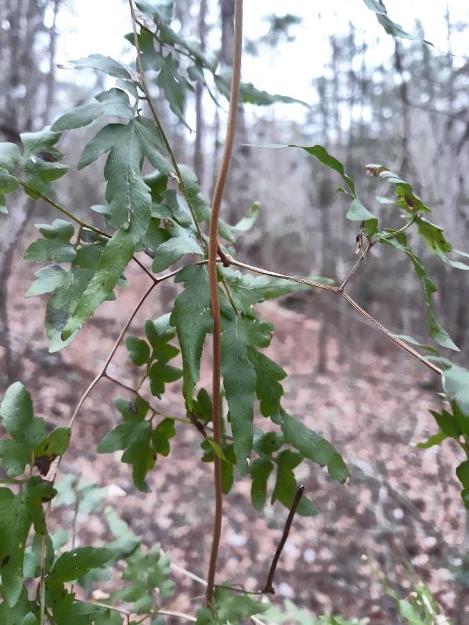 Lygodium palmatum bark