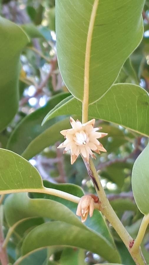Mimusops elengi flower