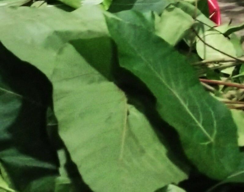 Macaranga recurvata leaf