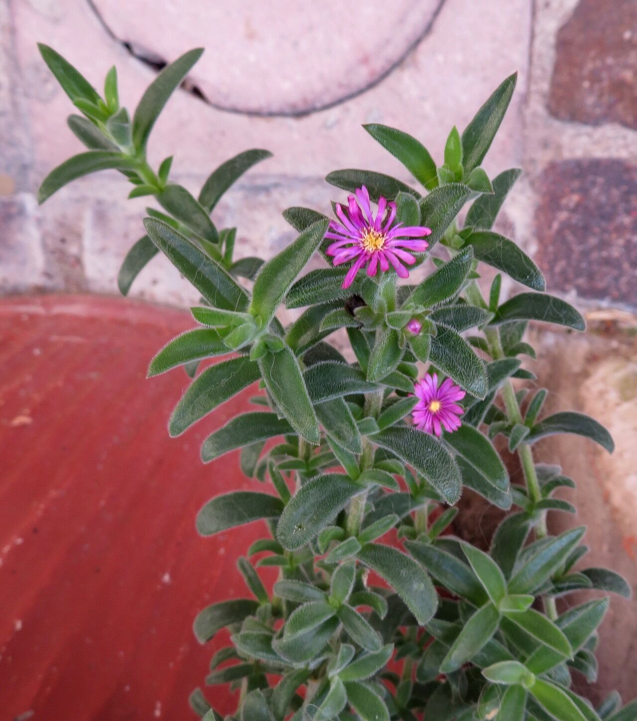 Delosperma ashtonii habit