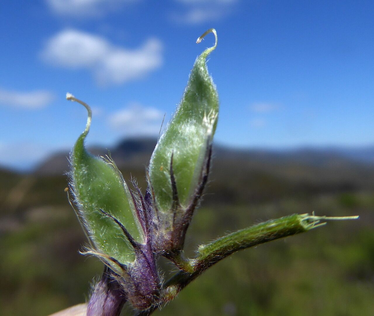 Vicia benghalensis fruit
