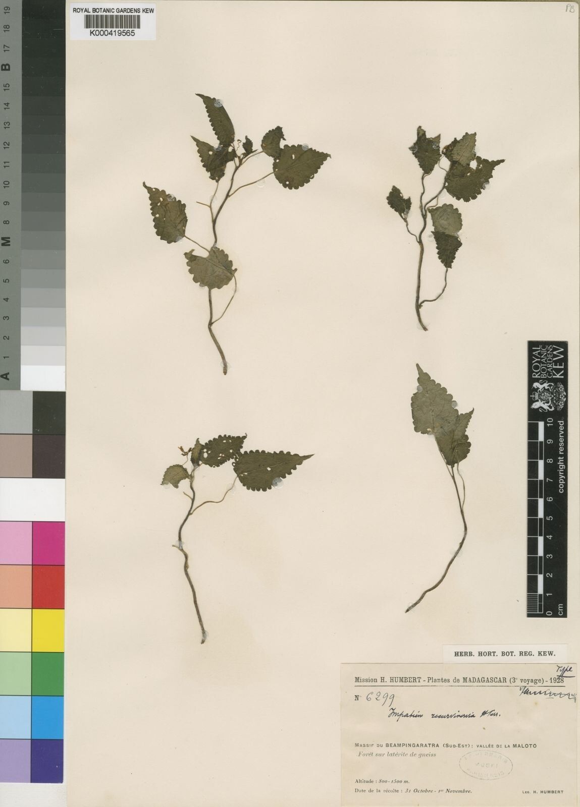 Impatiens humbertii — houseplant care guide