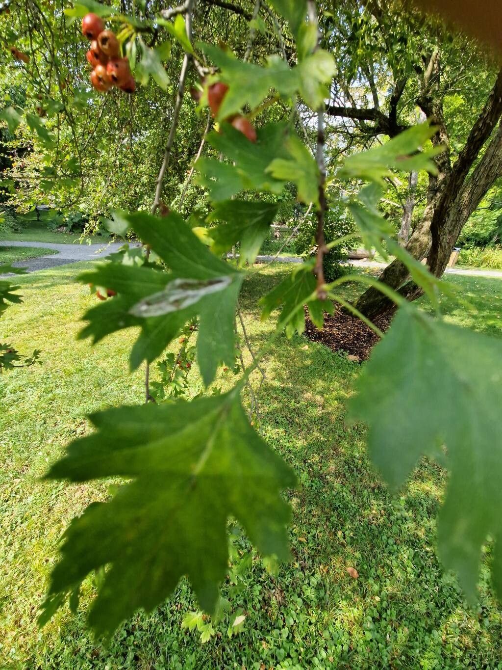 Crataegus turkestanica leaf
