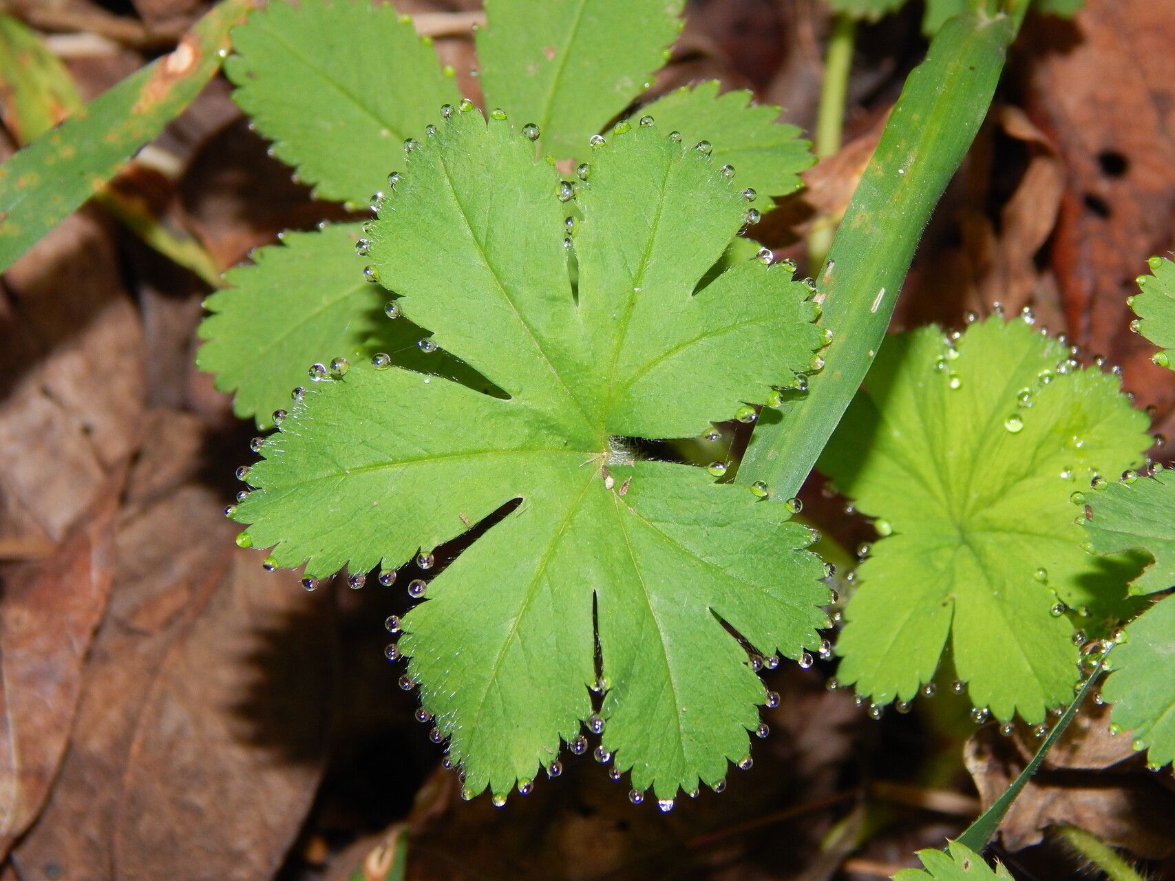 Alchemilla kiwuensis — houseplant care guide