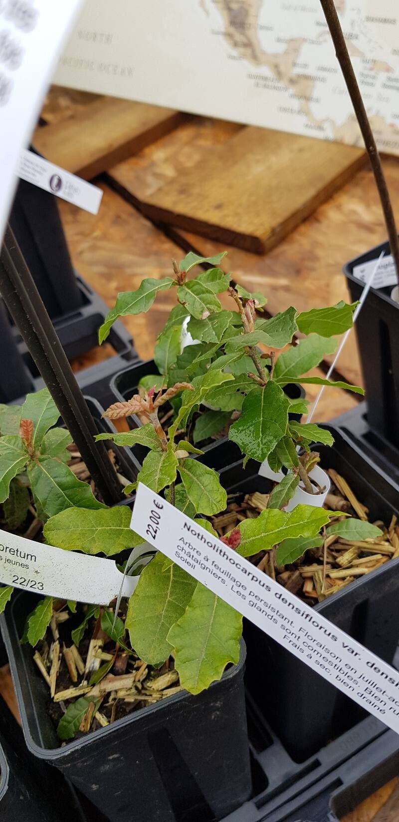 Quercus hirtifolia habit