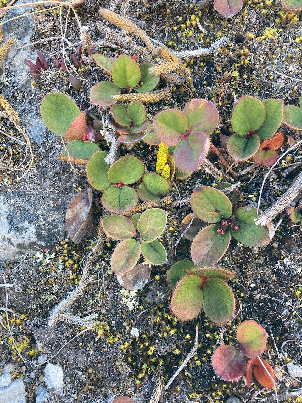 Gaultheria erecta habit