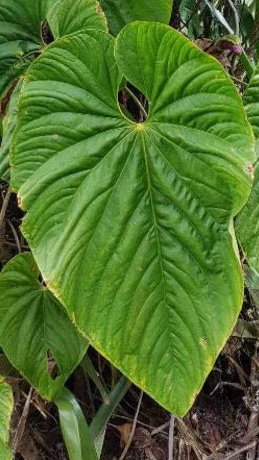 Anthurium ochranthum — houseplant care guide