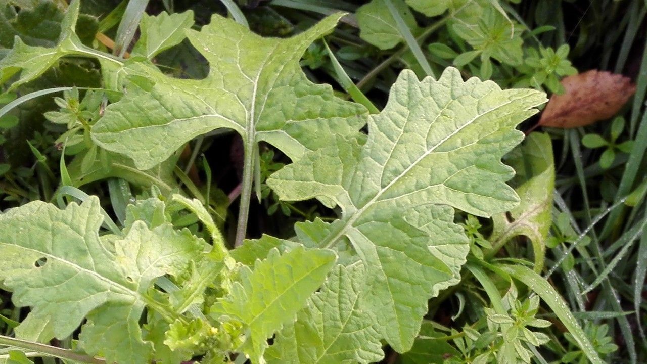 Sisymbrium officinale — search result for 'Brassicaceae'
