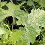 Sisymbrium officinale