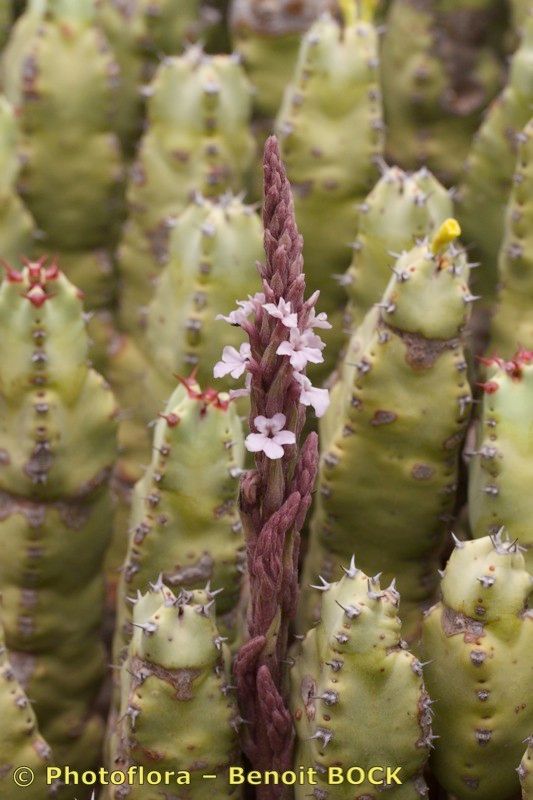 Striga barthlottii other