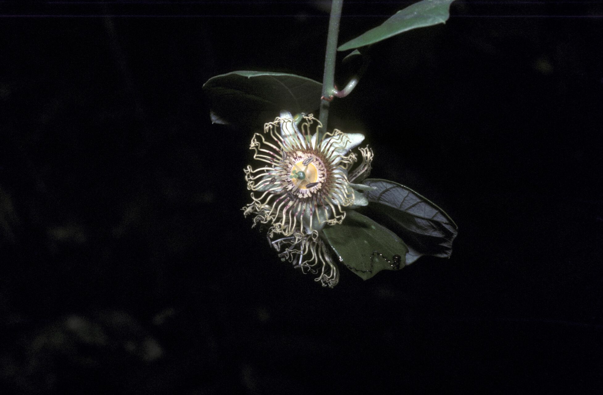 Passiflora fanchoniae flower